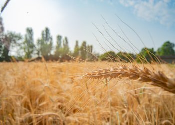 Agricultural land Rittanolo, Caraglio - photo 8
