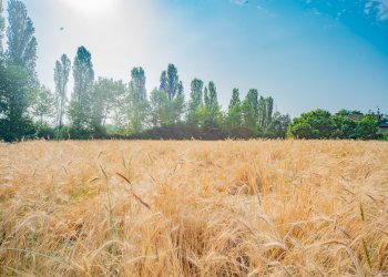 Agricultural land Rittanolo, Caraglio - photo 9