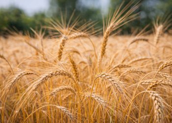 Agricultural land Rittanolo, Caraglio - photo 3