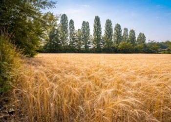 Agricultural land Rittanolo, Caraglio - photo 10