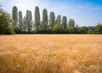 Agricultural land Rittanolo, Caraglio - photo 15