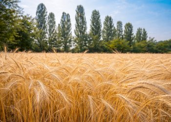 Agricultural land Rittanolo, Caraglio - photo 18