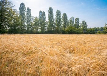 Agricultural land Rittanolo, Caraglio - photo 22