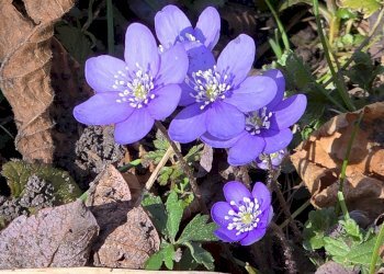 Dettagli - Villa VIA RIGHENZUOLO
 
SNC, Songavazzo - foto 11