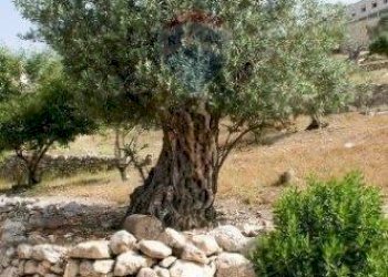 Giardino - Hotel Brindisi SS 16 km 2, San Vito dei Normanni - foto 6