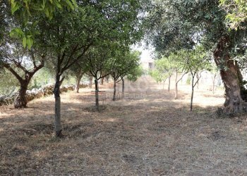 Foto 9 - Villa contrada san corrado fuori le mura, Noto - foto 9