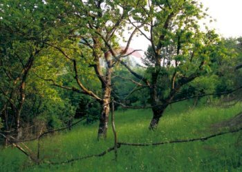 Giardino - Terreno agricolo Monasterolo del Castello / Endine Gaiano (Piangaiano), Monasterolo del Castello - foto 10
