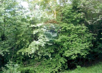 Giardino - Terreno agricolo Monasterolo del Castello / Endine Gaiano (Piangaiano), Monasterolo del Castello - foto 12