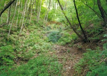 Giardino - Terreno agricolo Monasterolo del Castello / Endine Gaiano (Piangaiano), Monasterolo del Castello - foto 13