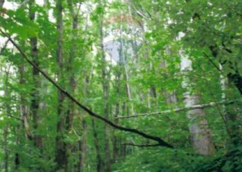 Giardino - Terreno agricolo Monasterolo del Castello / Endine Gaiano (Piangaiano), Monasterolo del Castello - foto 14