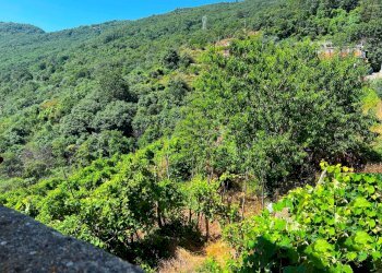 Foto 3 - Rustico Vezzi Portio - foto 3