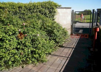 Giardino - Capannone via DELLE ROBINIE, Mezzomerico - foto 5