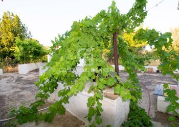 Foto 33 - Villa Contrada Parco Grande
 
sn, Carovigno - foto 31