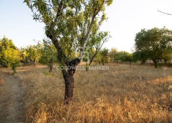 Foto 34 - Villa Contrada Parco Grande
 
sn, Carovigno - foto 32