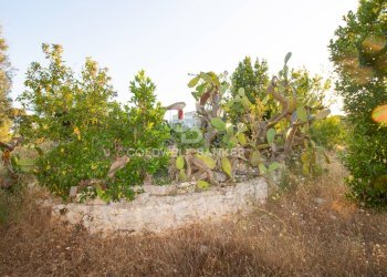 Foto 36 - Villa Contrada Parco Grande
 
sn, Carovigno - foto 34