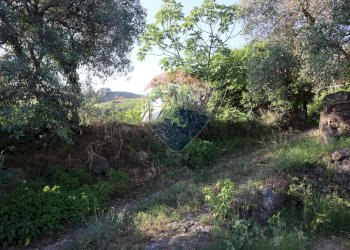 Giardino - Terreno agricolo contrada rausa
 
11, Castiglione di Sicilia - foto 19