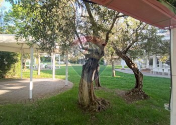 Giardino - Agriturismo Contrada Carpine
 
SNC, Bovino - foto 82