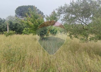 Giardino - Terreno edificabile Astolella, Santa Maria a Vico - foto 17