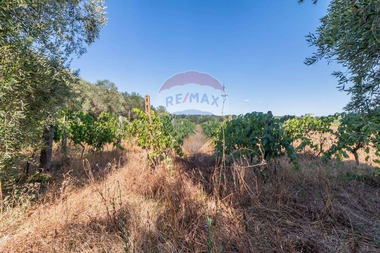 Vista delle montagne - Agricultural land Canino - photo 1