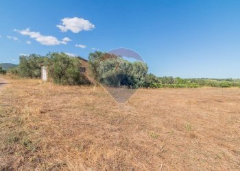 Giardino - Terreno agricolo Canino - foto 4