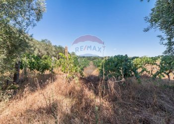 Vista delle montagne - Terreno agricolo Canino - foto 1