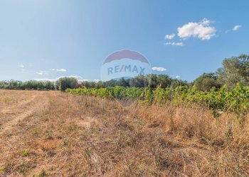 Vista delle montagne - Terreno agricolo Canino - foto 5