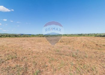 Giardino - Terreno agricolo Canino - foto 6