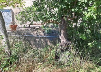 Giardino - Rustico contrada Tramostera
 
snc, Chiaramonte Gulfi - foto 35