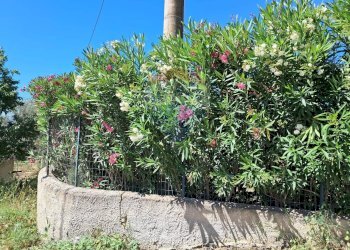 Giardino - Rustico contrada Tramostera
 
snc, Chiaramonte Gulfi - foto 40