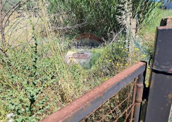 Giardino - Rustico contrada Tramostera
 
snc, Chiaramonte Gulfi - foto 47