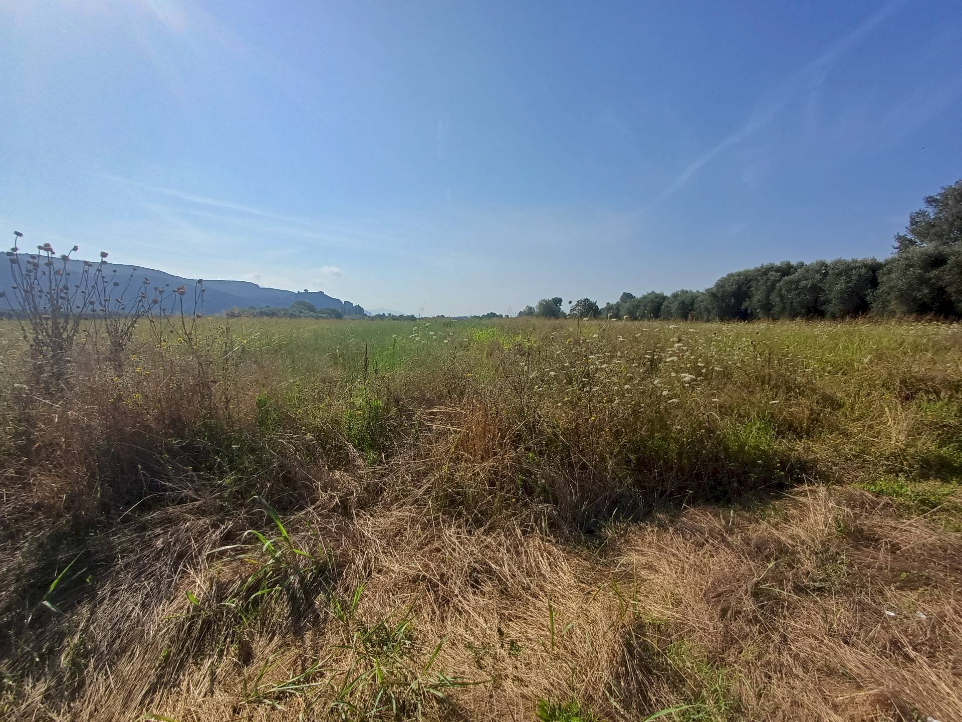 Foto 1 - Terreno agricolo via del capannone
 
1, Vecchiano - foto 1