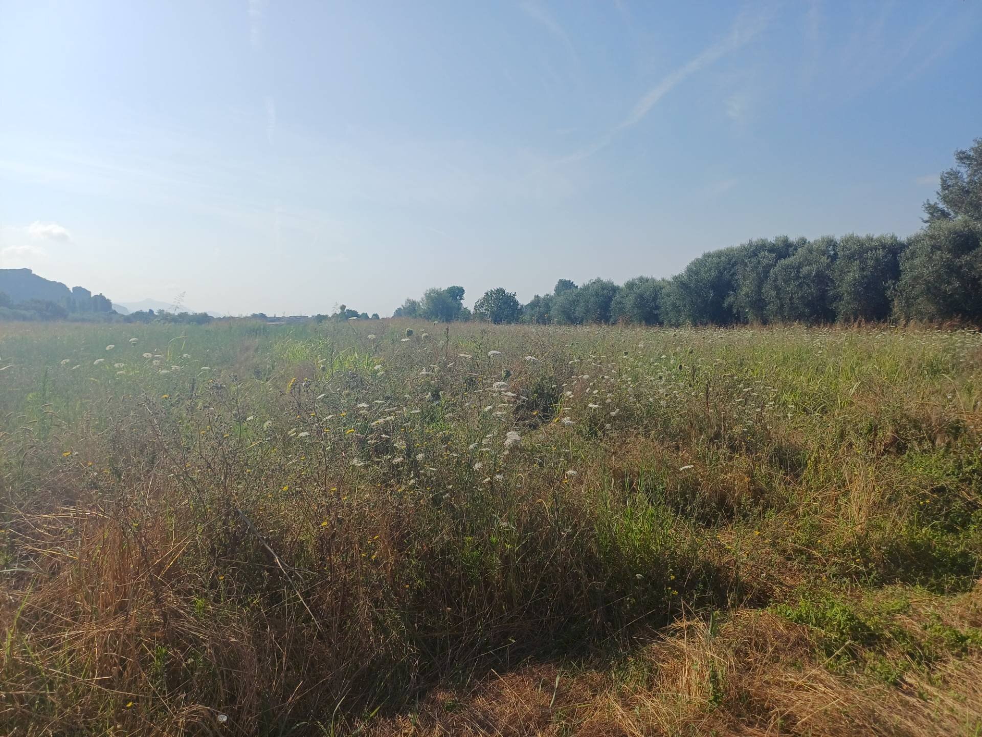 Foto 2 - Terreno agricolo via del capannone
1, Vecchiano - foto 2