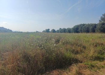 Foto 2 - Terreno agricolo via del capannone
1, Vecchiano - foto 2