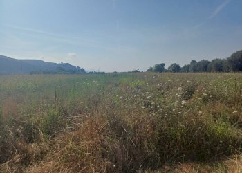 Foto 3 - Terreno agricolo via del capannone
1, Vecchiano - foto 3