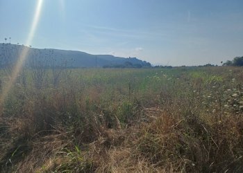 Foto 4 - Terreno agricolo via del capannone
1, Vecchiano - foto 4