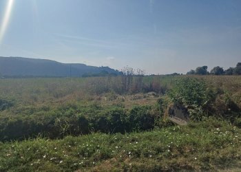 Foto 5 - Terreno agricolo via del capannone
1, Vecchiano - foto 5