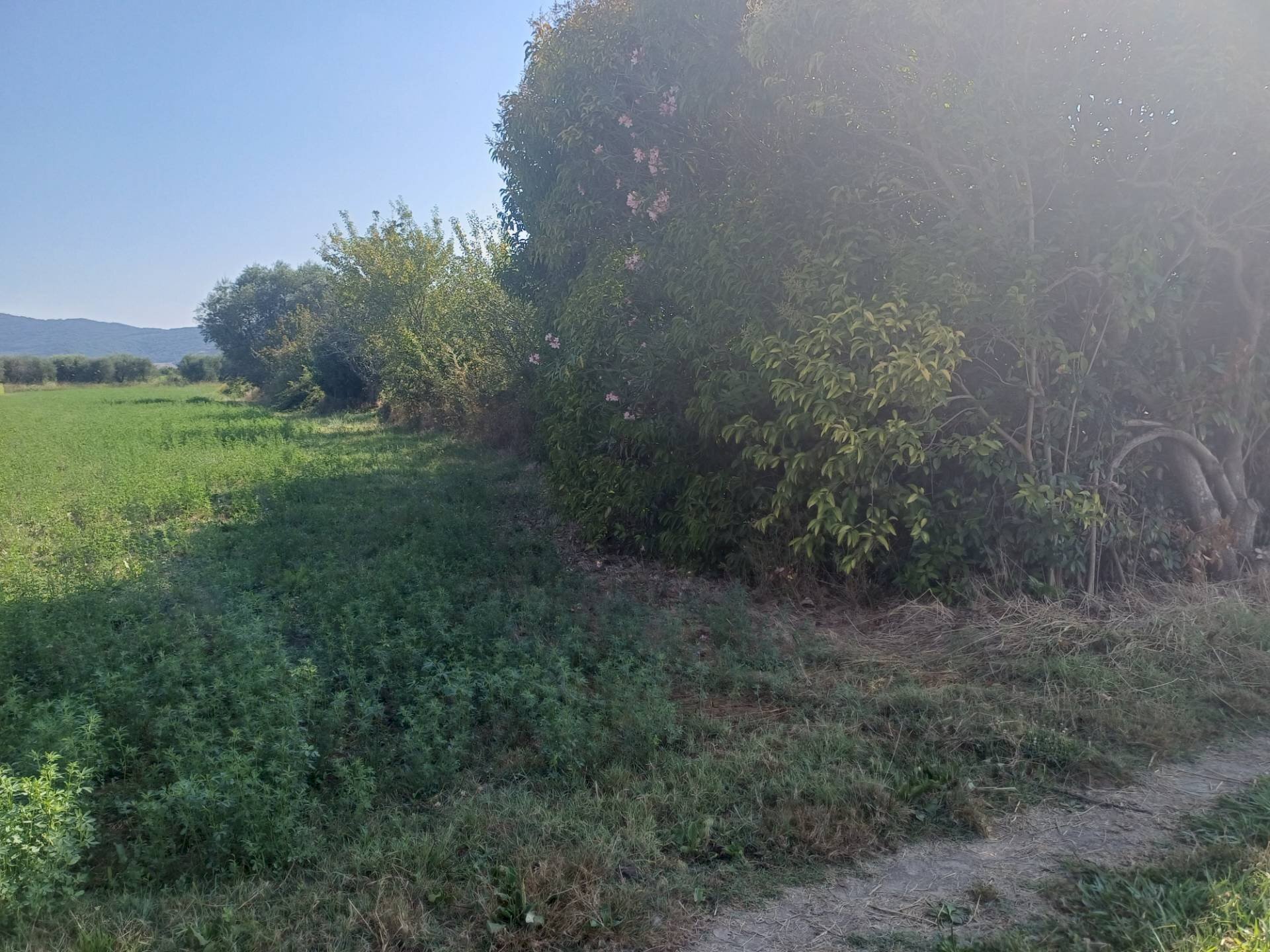 Foto 2 - Terreno agricolo via della bozza
 
1, Vecchiano - foto 2