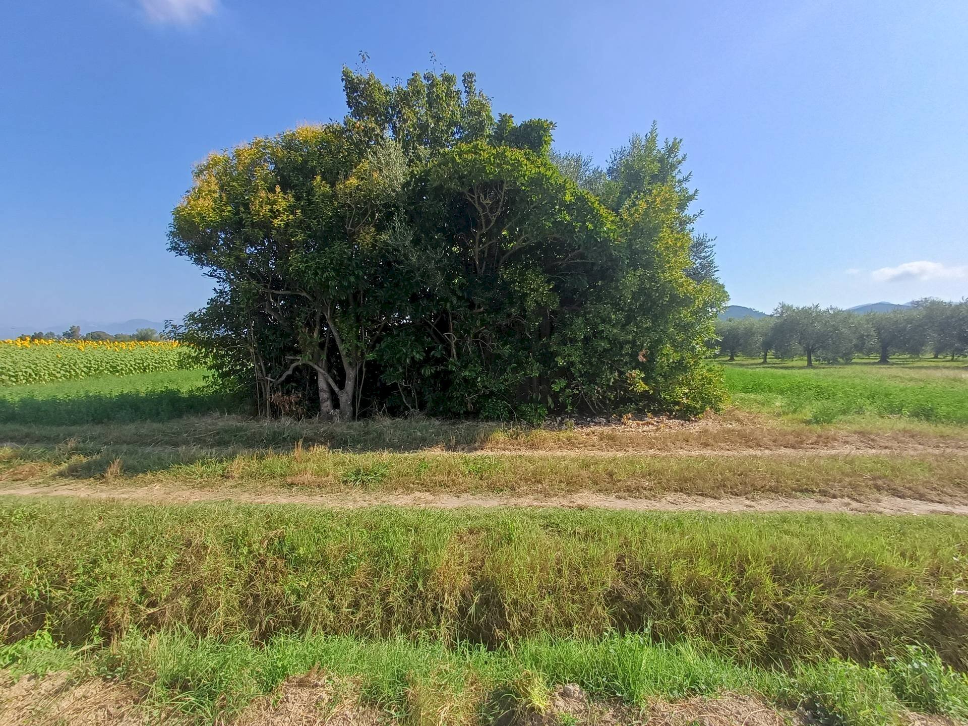 Foto 3 - Terreno agricolo via della bozza
 
1, Vecchiano - foto 3