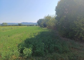 Foto 1 - Terreno agricolo via della bozza
1, Vecchiano - foto 1