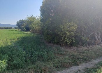 Foto 2 - Terreno agricolo via della bozza
1, Vecchiano - foto 2