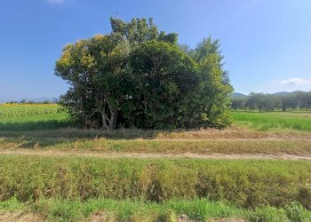 Foto 3 - Terreno agricolo via della bozza
1, Vecchiano - foto 3