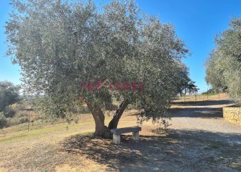 Foto 11 - Rustico Magliano in Toscana - foto 11