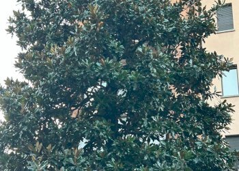 Foto 40 - Trilocale Via Pola
 
2, Legnano - foto 36