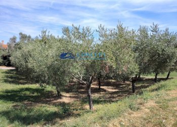 Foto 4 - Terreno edificabile via Vallecupa, Colonnella - foto 4