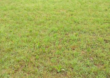 Terreno - Terreno edificabile via della Bressanella, 11, Arcisate - foto 14