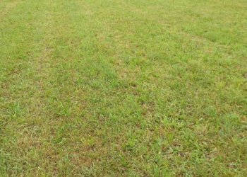 Terreno - Terreno edificabile via della Bressanella, 11, Arcisate - foto 15