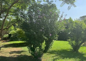 Giardino - Villa via Leonardo Fibonacci, Roma - photo 31