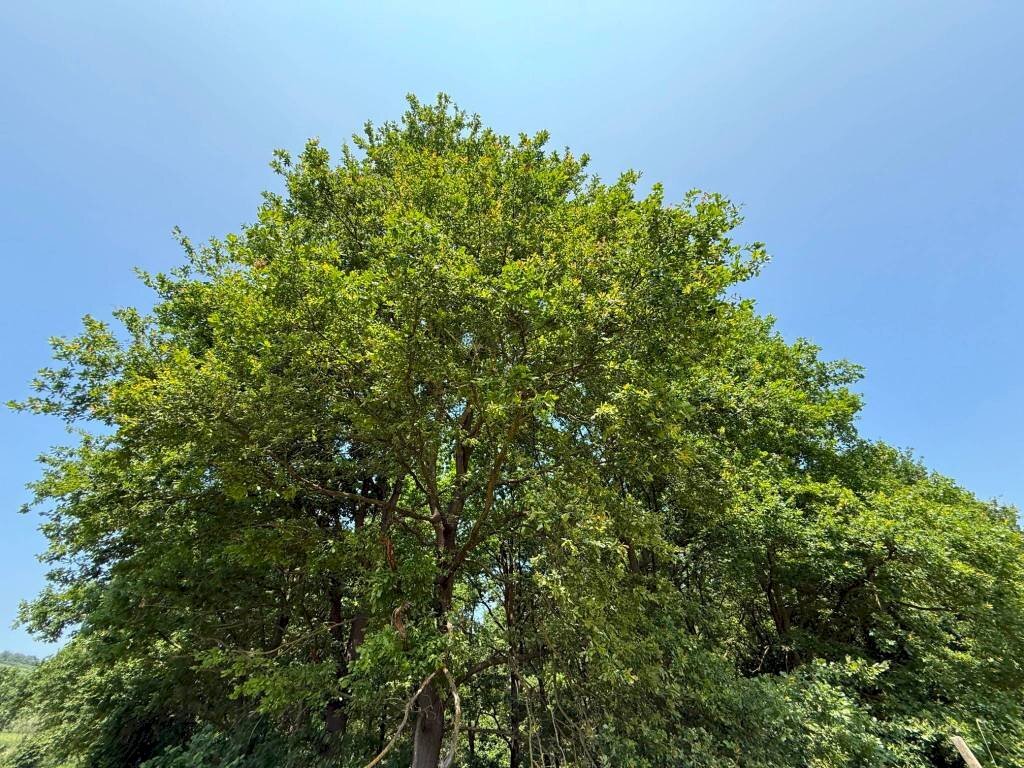 Terreno - Agricultural land Calosso, Calosso - photo 3