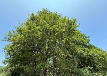 Terreno - Terreno agricolo Calosso, Calosso - foto 3