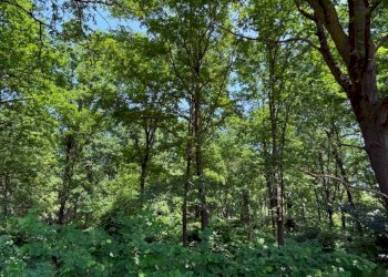 Terreno - Terreno agricolo Calosso, Calosso - foto 4